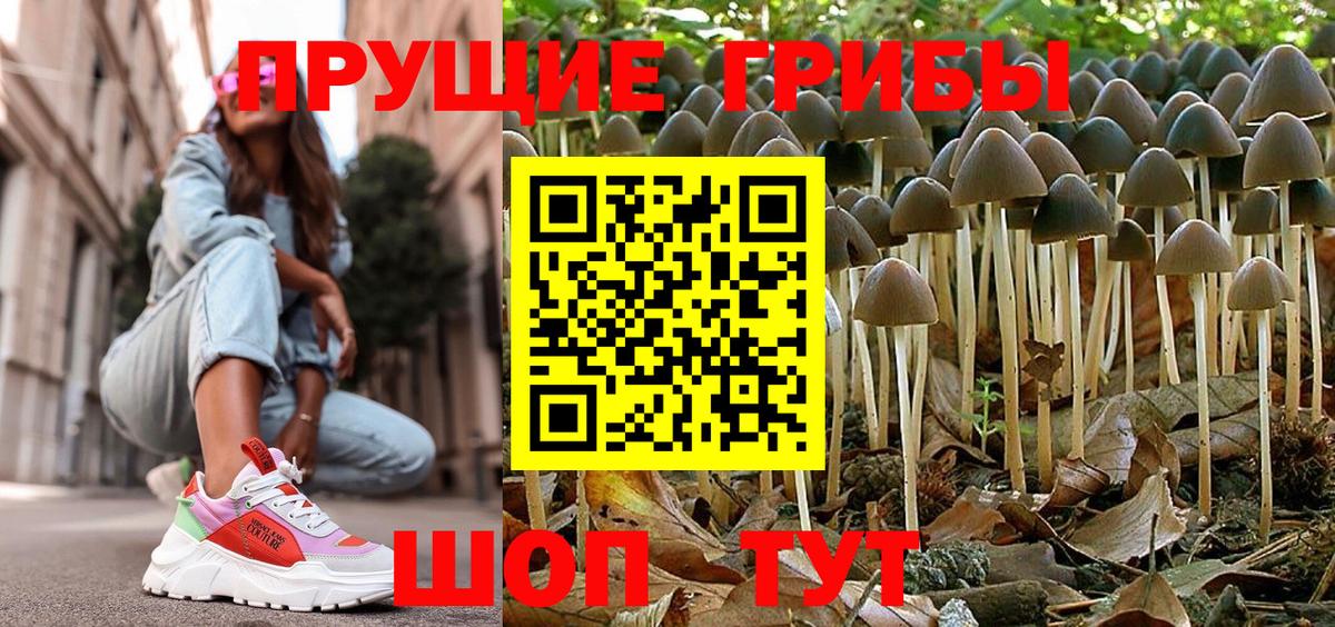 Псилоцибиновые грибы мицелий Тихвин